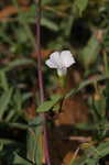 White morning-glory